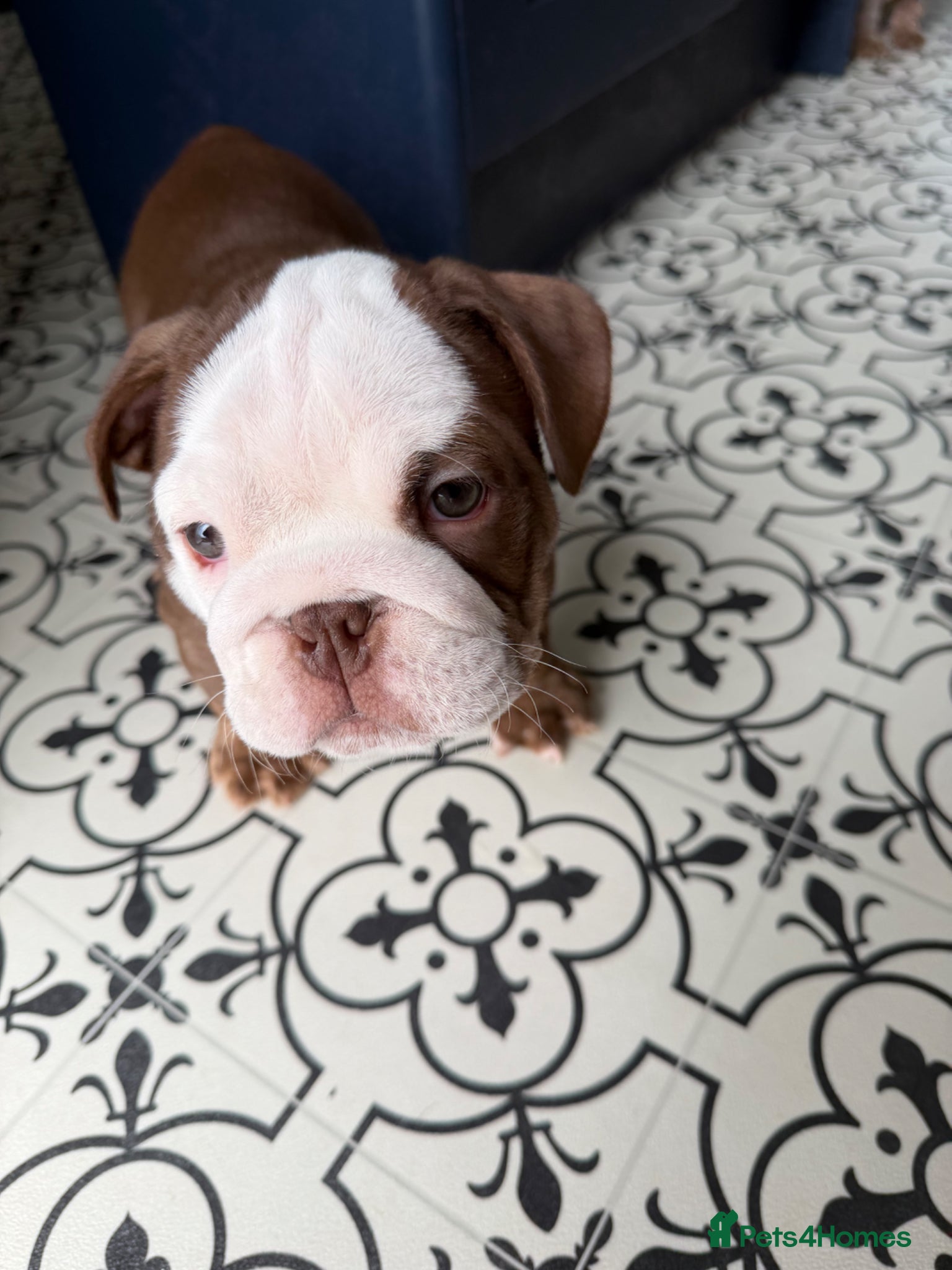 English Bulldog dogs Beautiful KC English Bulldog puppies for sale  - Advert 2
