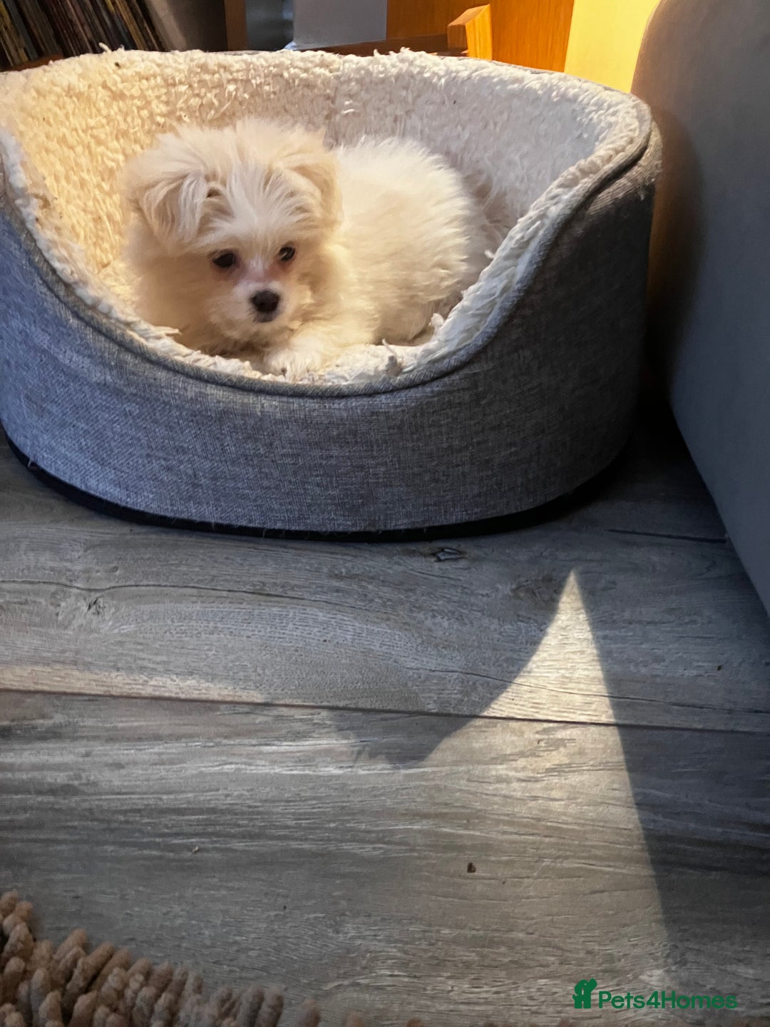 Mixed Breed dogs for sale: Malti-Pom Puppies - £1200 - 3 Left - Advert 17