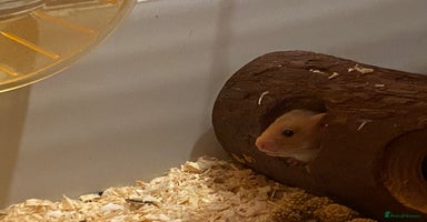 Mixed Breed rodents in Preston - Advert 3