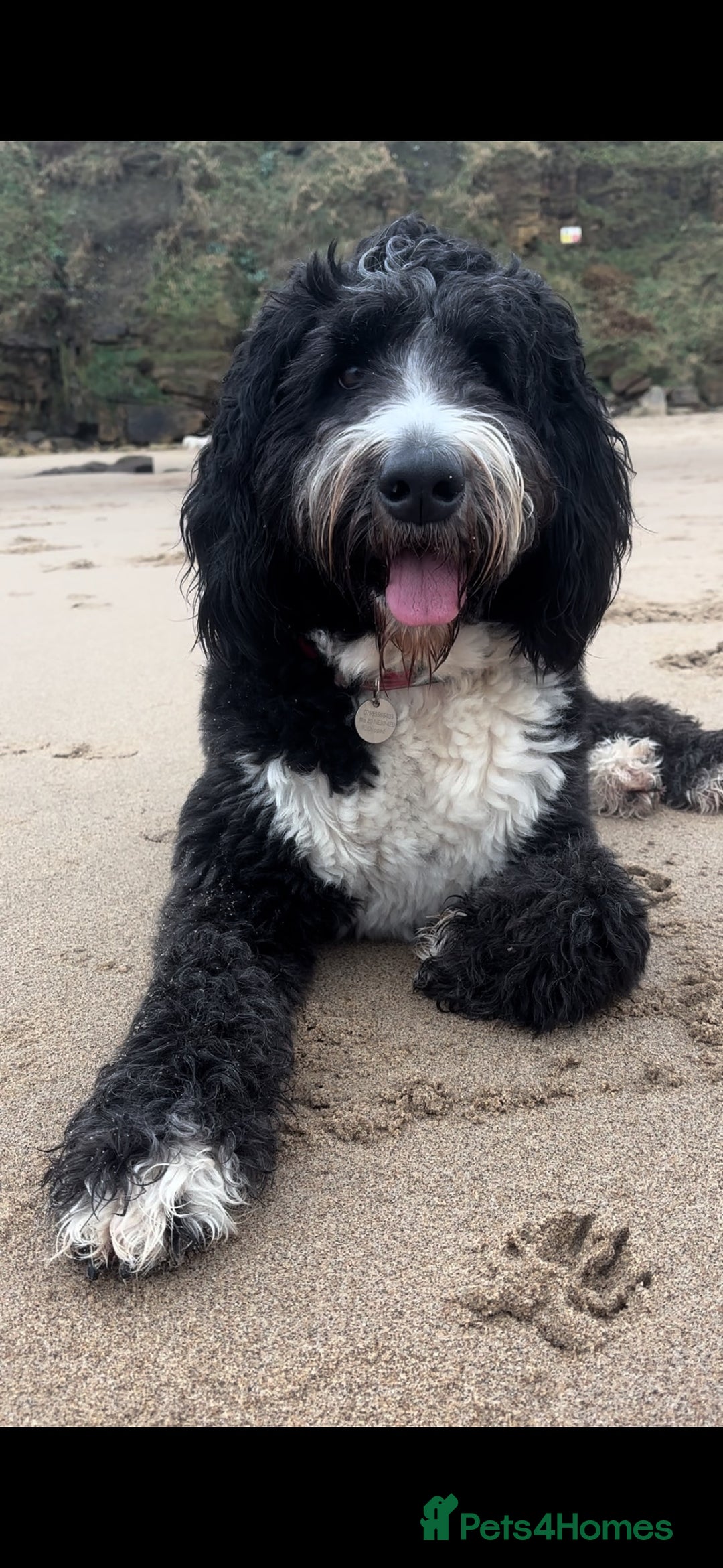 Bernedoodle dogs for sale: Expecting Litter End Feb 2026 - Newcastle  - Advert 12
