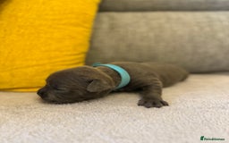 Staffordshire Bull Terrier dogs for sale: 7 BEAUTIFUL STAFFY PUPS SIRED BY CH FIGO - Image 9