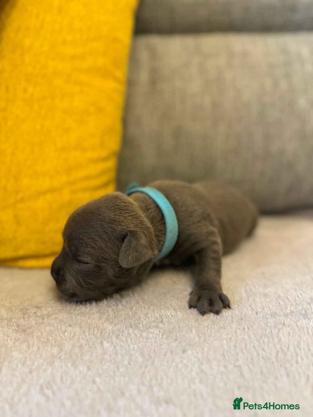 Staffordshire Bull Terrier dogs for sale: 7 BEAUTIFUL STAFFY PUPS SIRED BY CH FIGO - Image 9