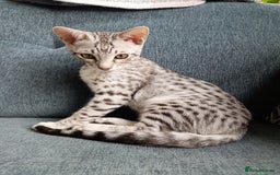 Savannah cats for sale: F3 savannah girls Tica reg + silver boy - Image 25