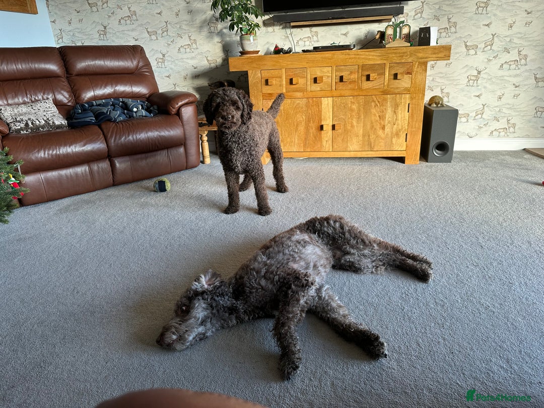 Goldendoodle dogs for stud: Dog for Stud - Advert 3