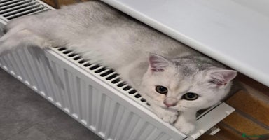 British Shorthair cats British shorthaired GCCF kittens - Advert 11