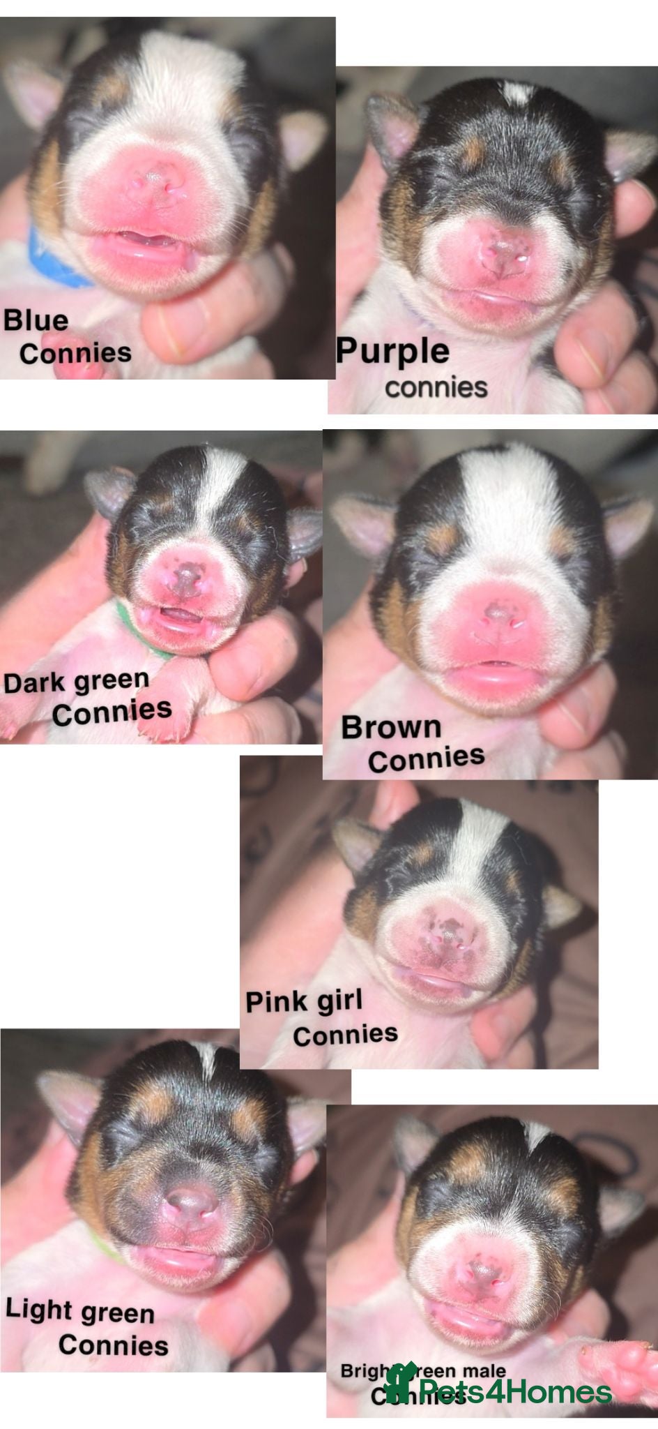 Jack Russell dogs 7 miniature jack russells  - Advert 4