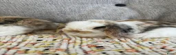 Mini Lop rabbits for sale: Mini lop babies  - Advert 10