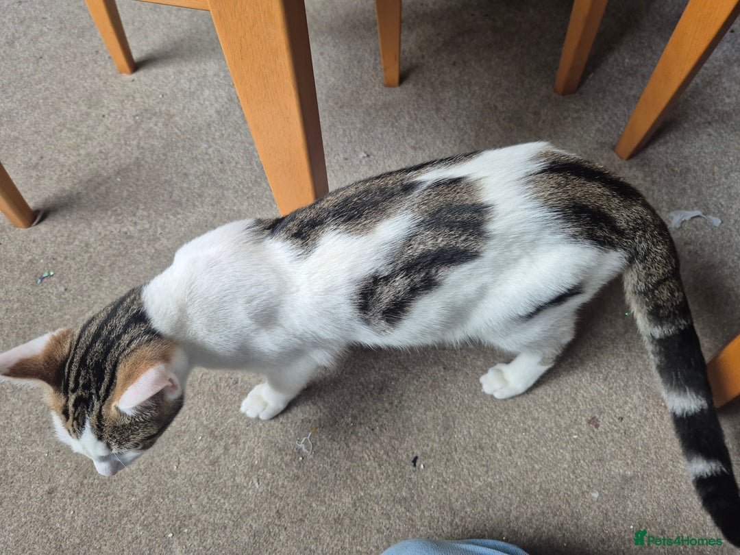 British Shorthair cats for sale: Male and female kittens - Image 8