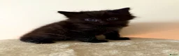 Turkish Angora cats for sale: Gorgeous Fluffy Kittens - Advert 13