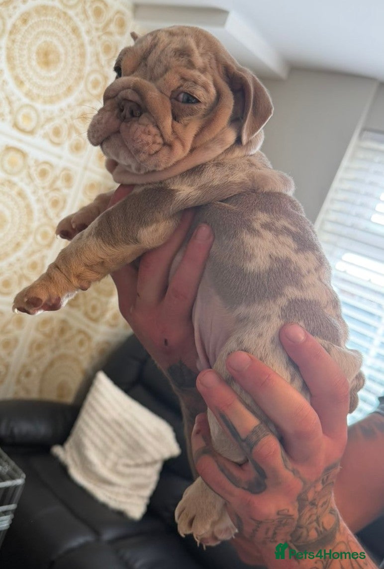 English Bulldog dogs 8 Stunning bulldog puppies, 4 males,4 females - Advert 2