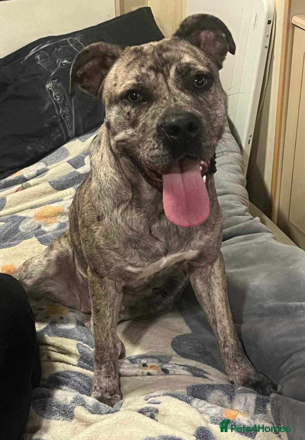 Mixed Breed dogs FREE Mastiff mix female 3 years old  - Advert 1