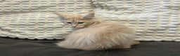 Maine Coon cats for sale: Stunning Mainecoon kittens  - Advert 33