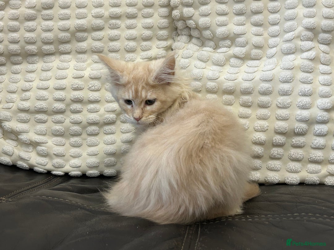 Maine Coon cats for sale: Stunning Mainecoon kittens  - Advert 33
