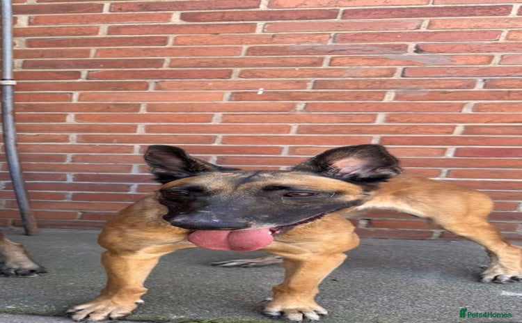 Belgian Shepherd Dog dogs - Advert 15