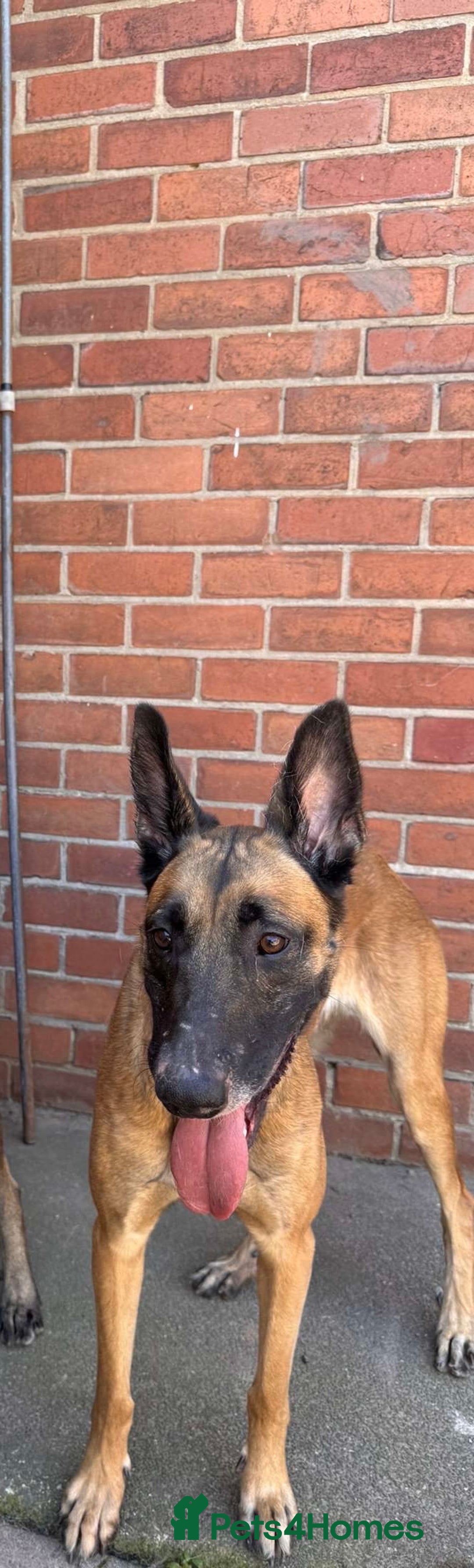 Belgian Shepherd Dog dogs for sale: My 2year old Belgian Lyra  - Image 1