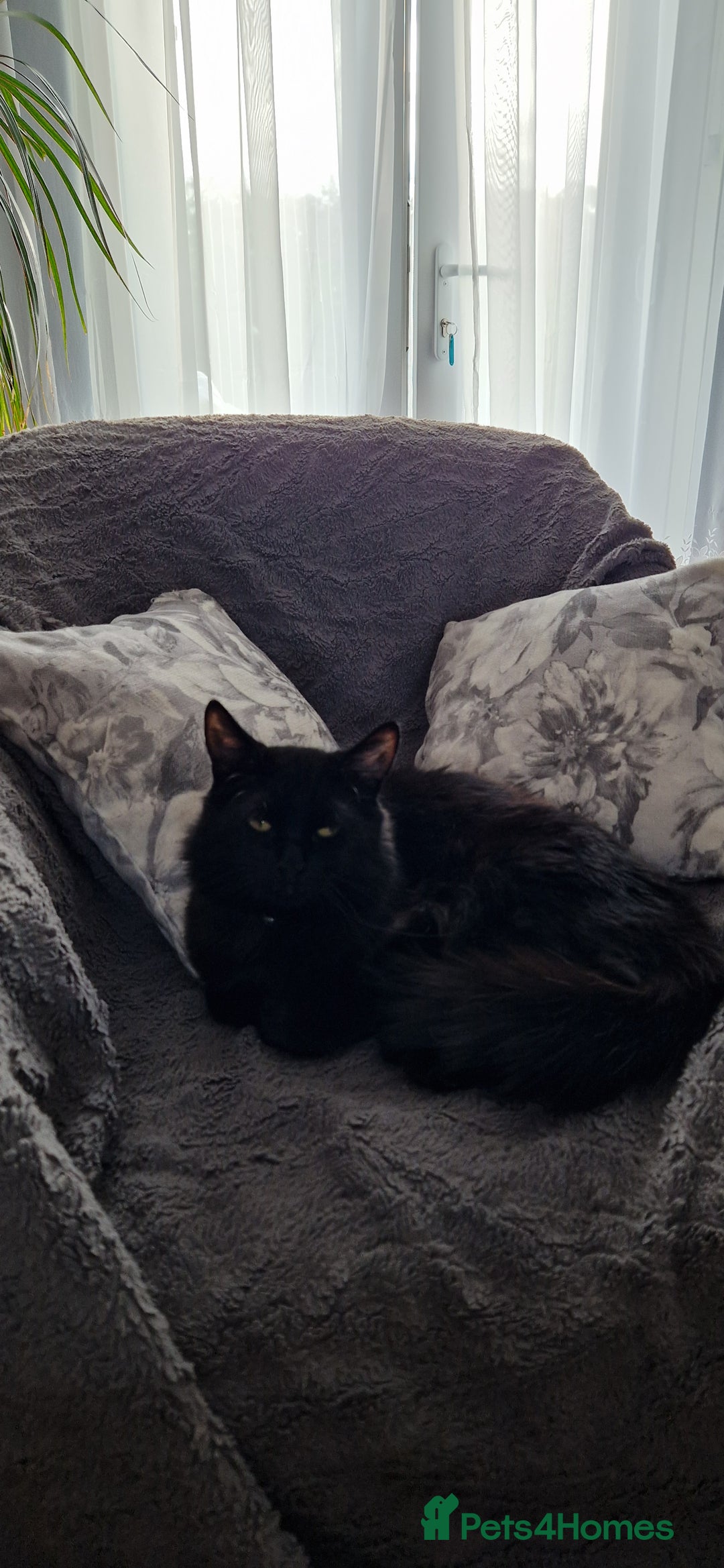 Mixed Breed cats for sale: 3 Mixed Kittens - Advert 2