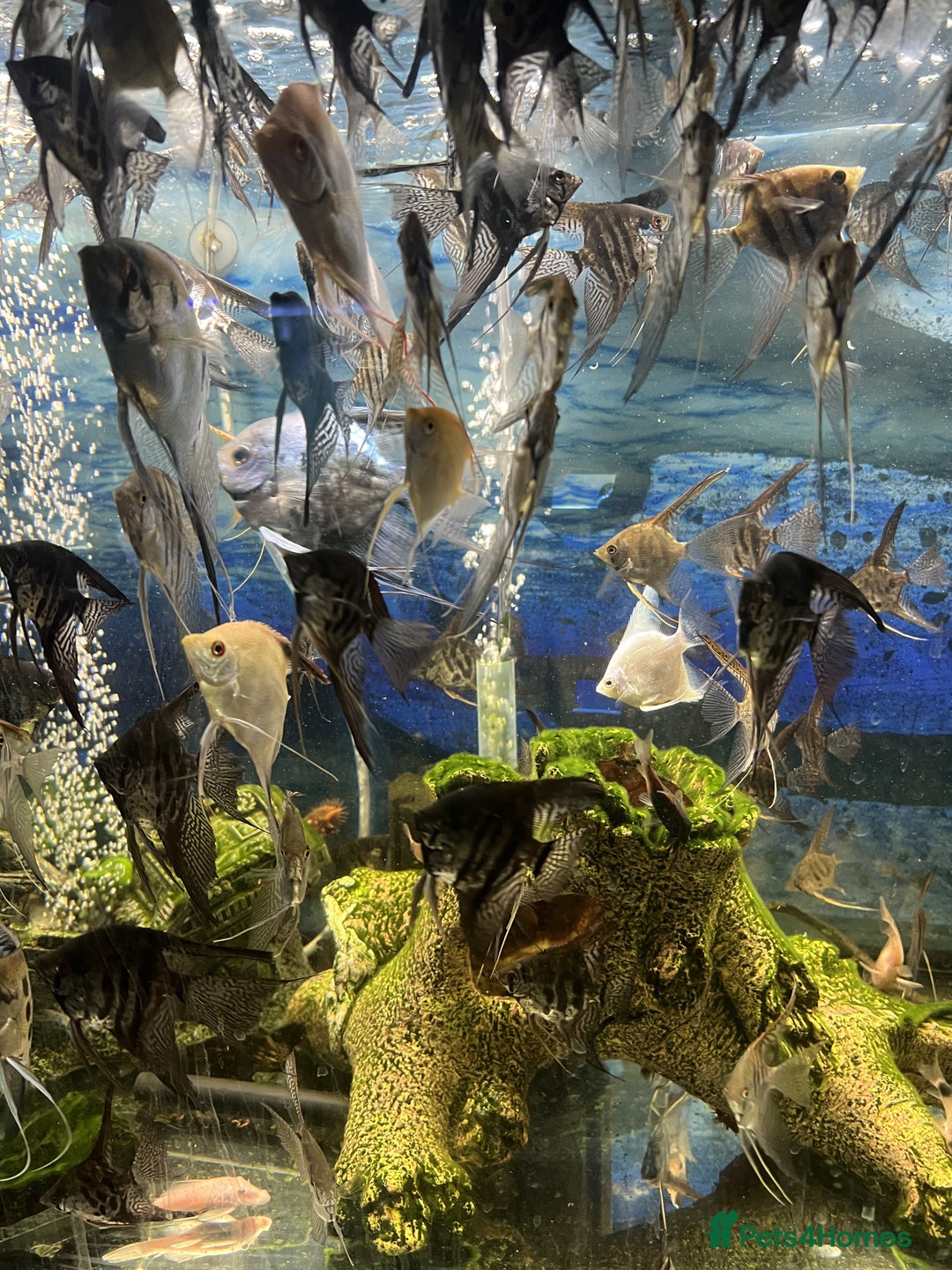 Angelfish fish for sale: Young Angel Fish - Image 4