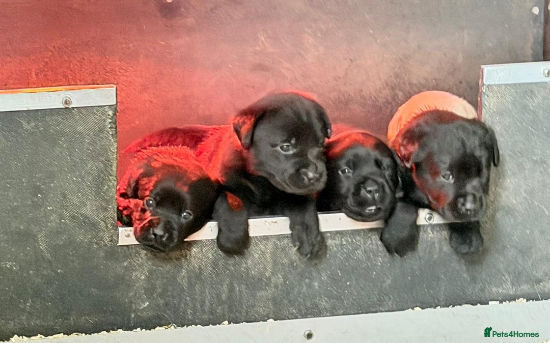 Labrador Retriever dogs for sale: Fully health tested show bred puppies  - Image 3