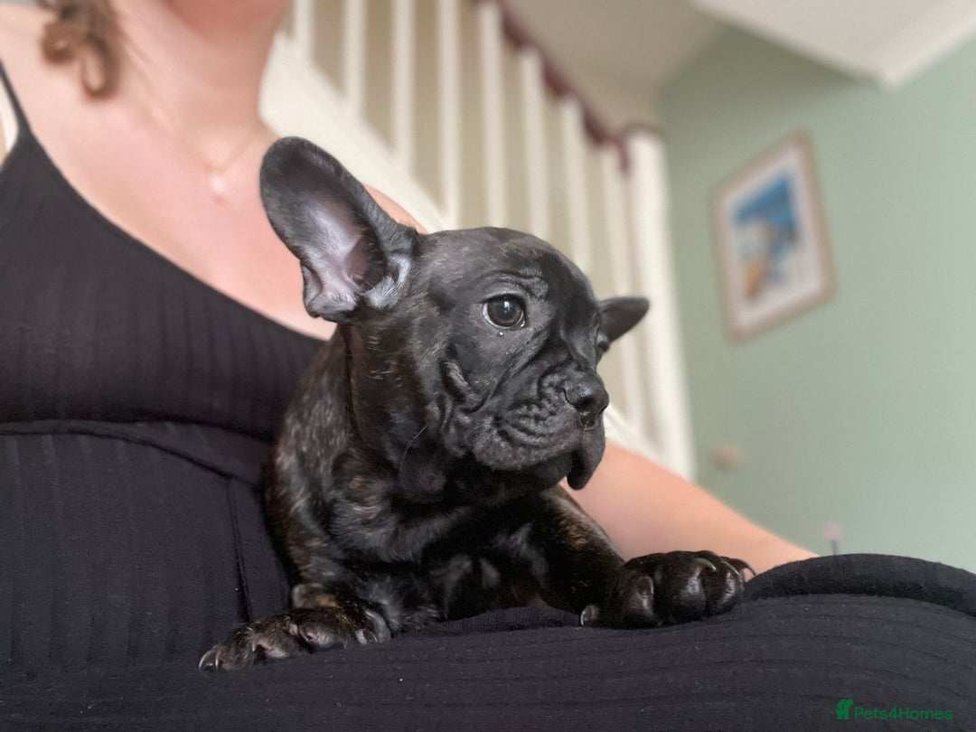 French Bulldog dogs for sale: (Reduced price)Adorable French bulldog Puppy in Bicester - Image 4