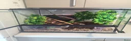 Gecko reptiles for sale: Crested gecko and full setup in Newcastle upon Tyne - Advert 3