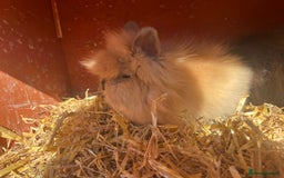 Lionhead rabbits for sale: Lionhead bunnies  - Image 9