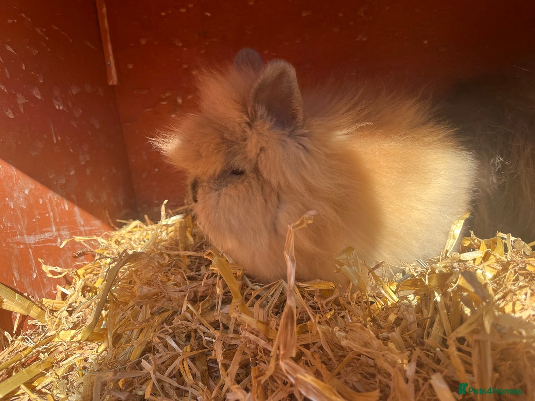 Lionhead rabbits for sale: Lionhead bunnies  - Image 9