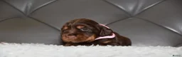 Cocker Spaniel dogs for sale: Kc Reg Show Type Cocker Spaniel  Health Tested - Advert 11