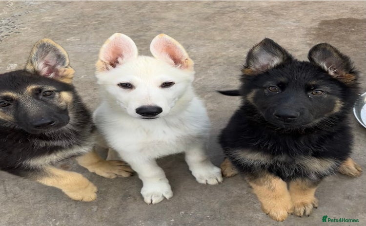 German Shepherd dogs - Advert 1