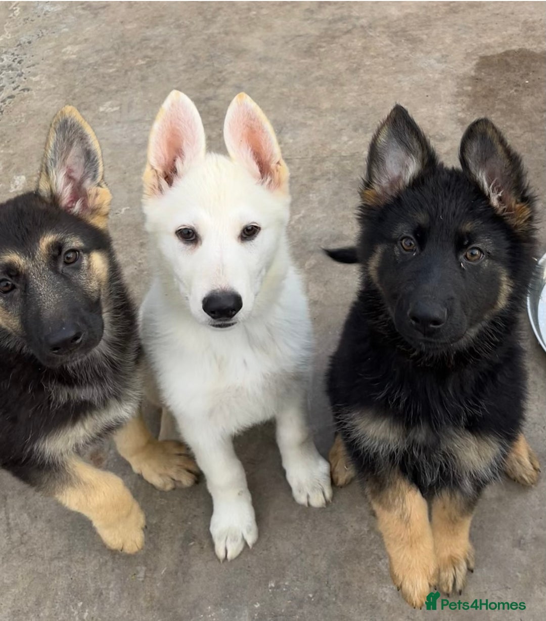 Breeds Import German Shepherd Puppies Elite IKC Registered German
