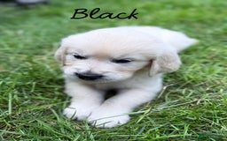 Golden Retriever dogs for sale: 1 LEFT *Ready to Go* Golden Retriever puppies 🐾 - Image 10