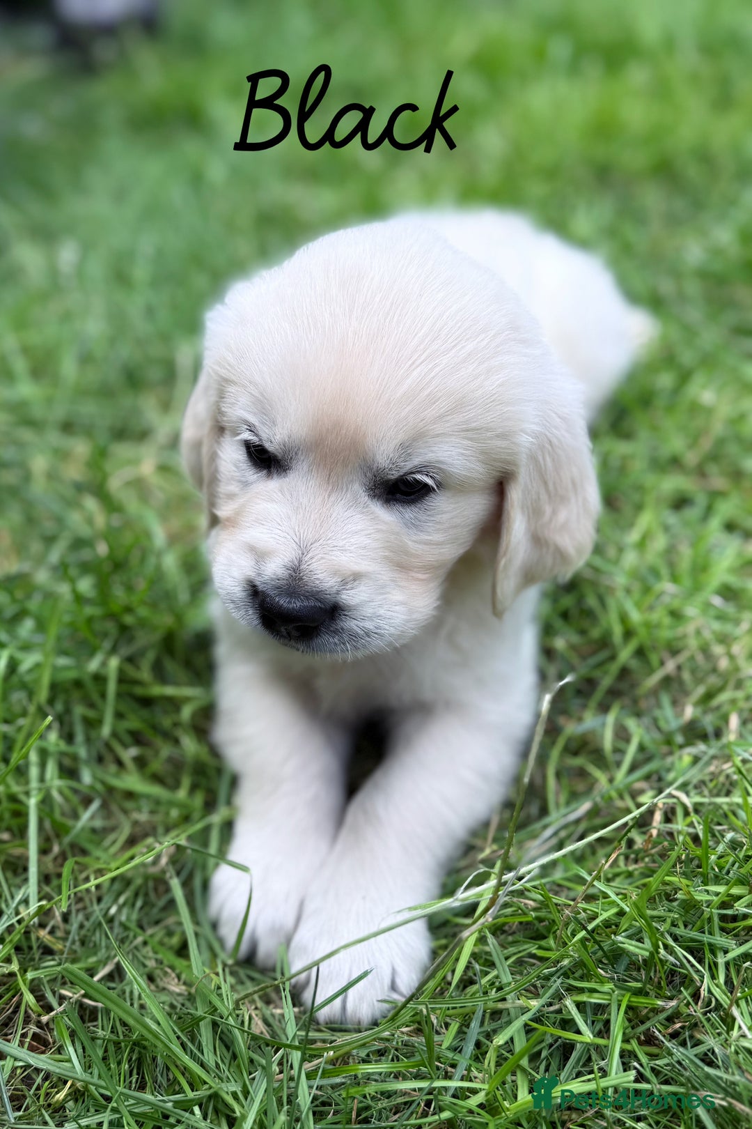 Golden Retriever dogs for sale: 1 LEFT *Ready to Go* Golden Retriever puppies 🐾 - Image 10