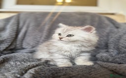 British Longhair cats for sale: Stunning fluffy Maine coon x british longhair  - Image 19