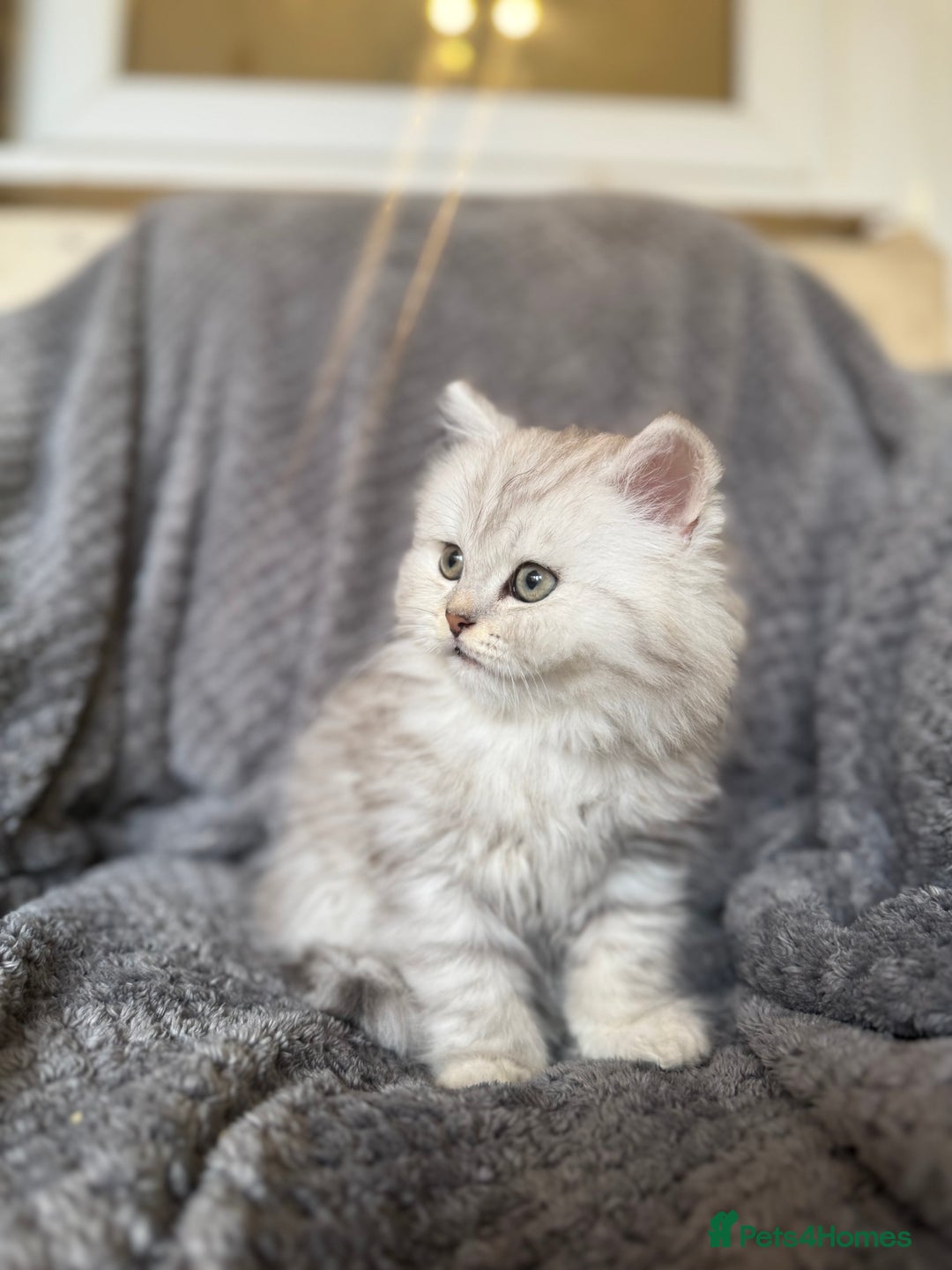 British Longhair cats for sale: Stunning fluffy Maine coon x british longhair  - Image 19