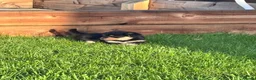 Mixed Breed dogs for sale: Corgipoos - Advert 24