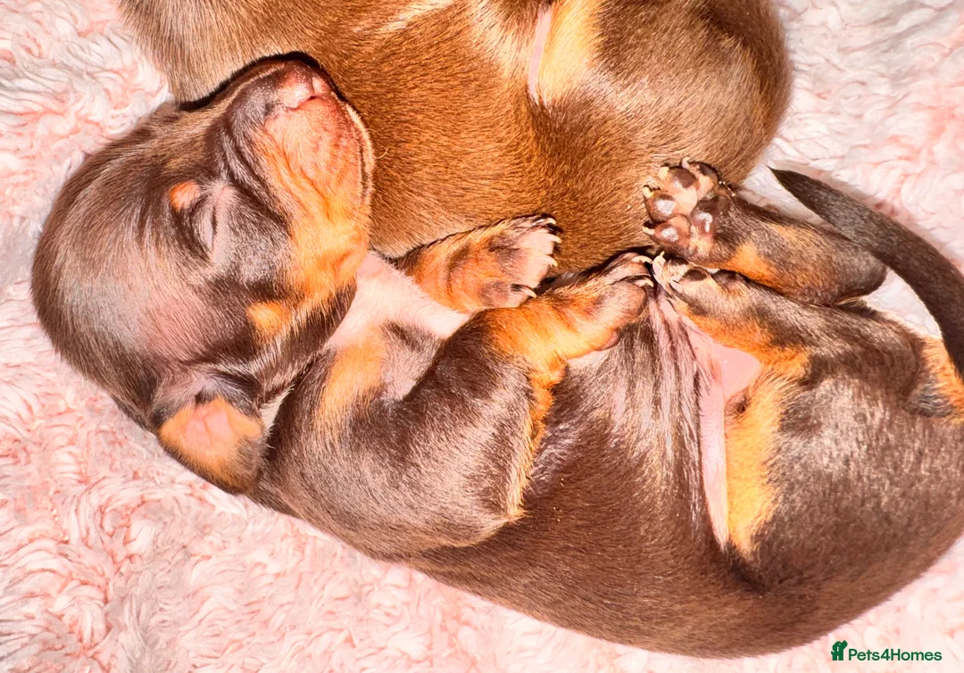 Miniature Dachshund dogs for sale: Because dachshund babies - Advert 21