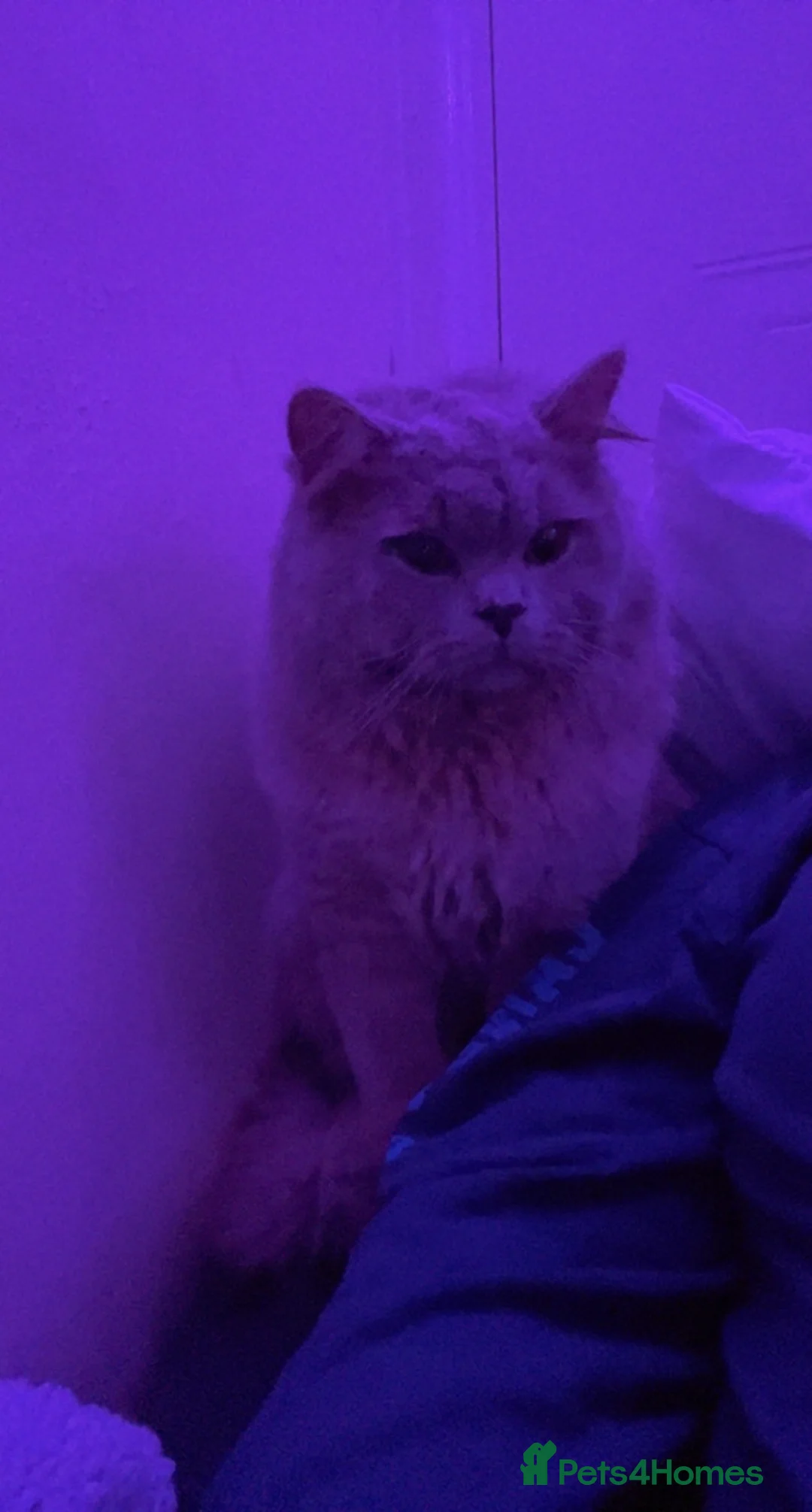 British Longhair cats for sale: British longhair Rio - Advert 3