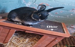 Rex rabbits for sale: Mini rex rabbits - Image 9