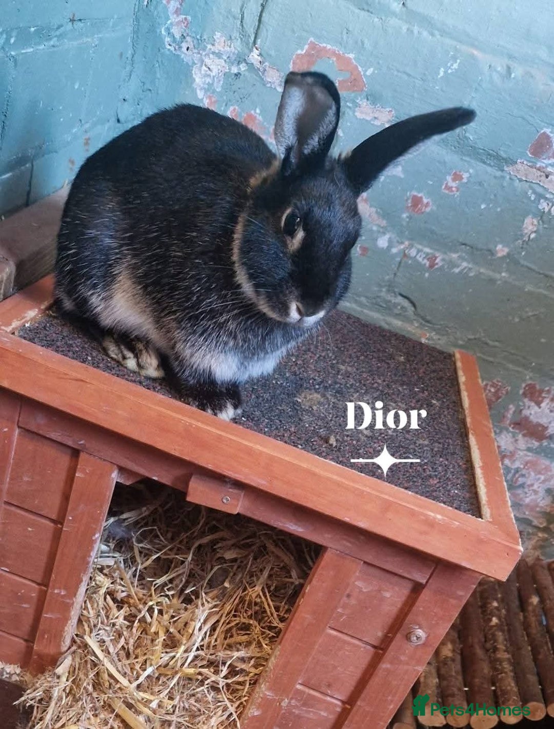 Rex rabbits for sale: Mini rex rabbits - Image 9