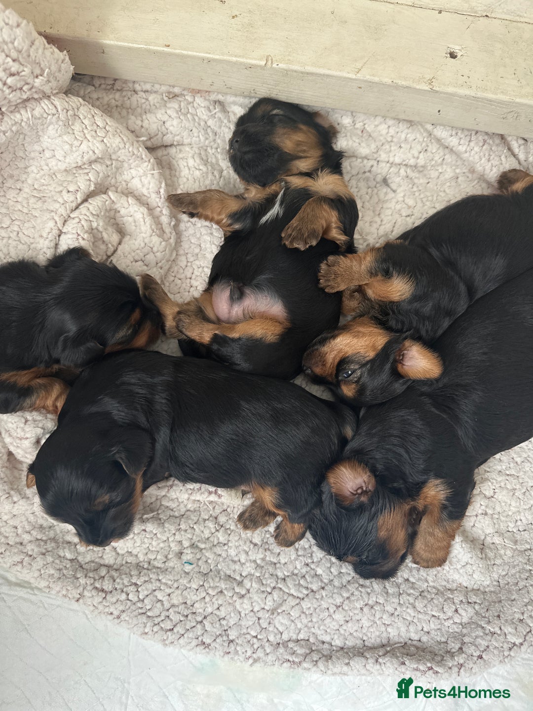 Yorkshire Terrier dogs for sale: Yorkshire terrier puppies  - Image 10