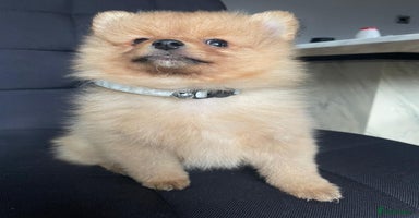 Pomeranian dogs - Advert 1