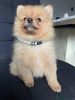 Pomeranian dogs - Advert 1