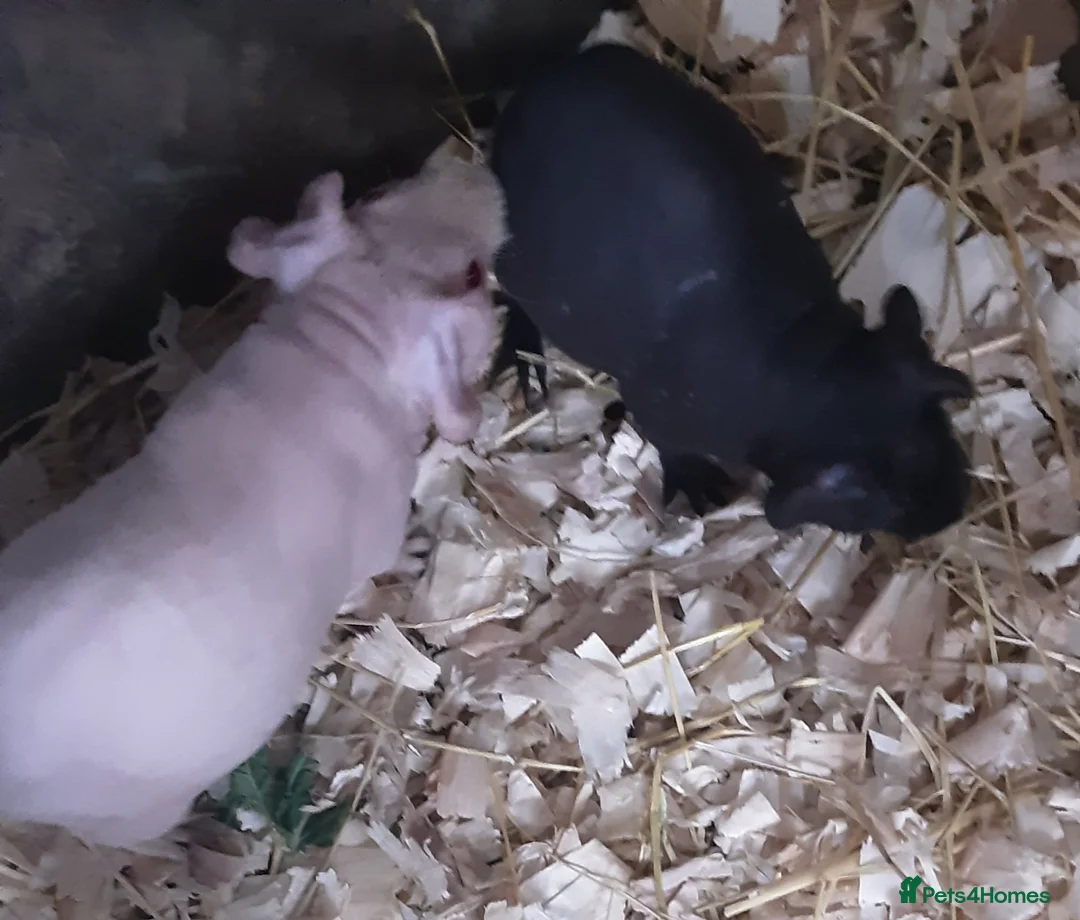 Guinea Pig rodents for sale: 3 male (skinny) pigs  - Advert 2