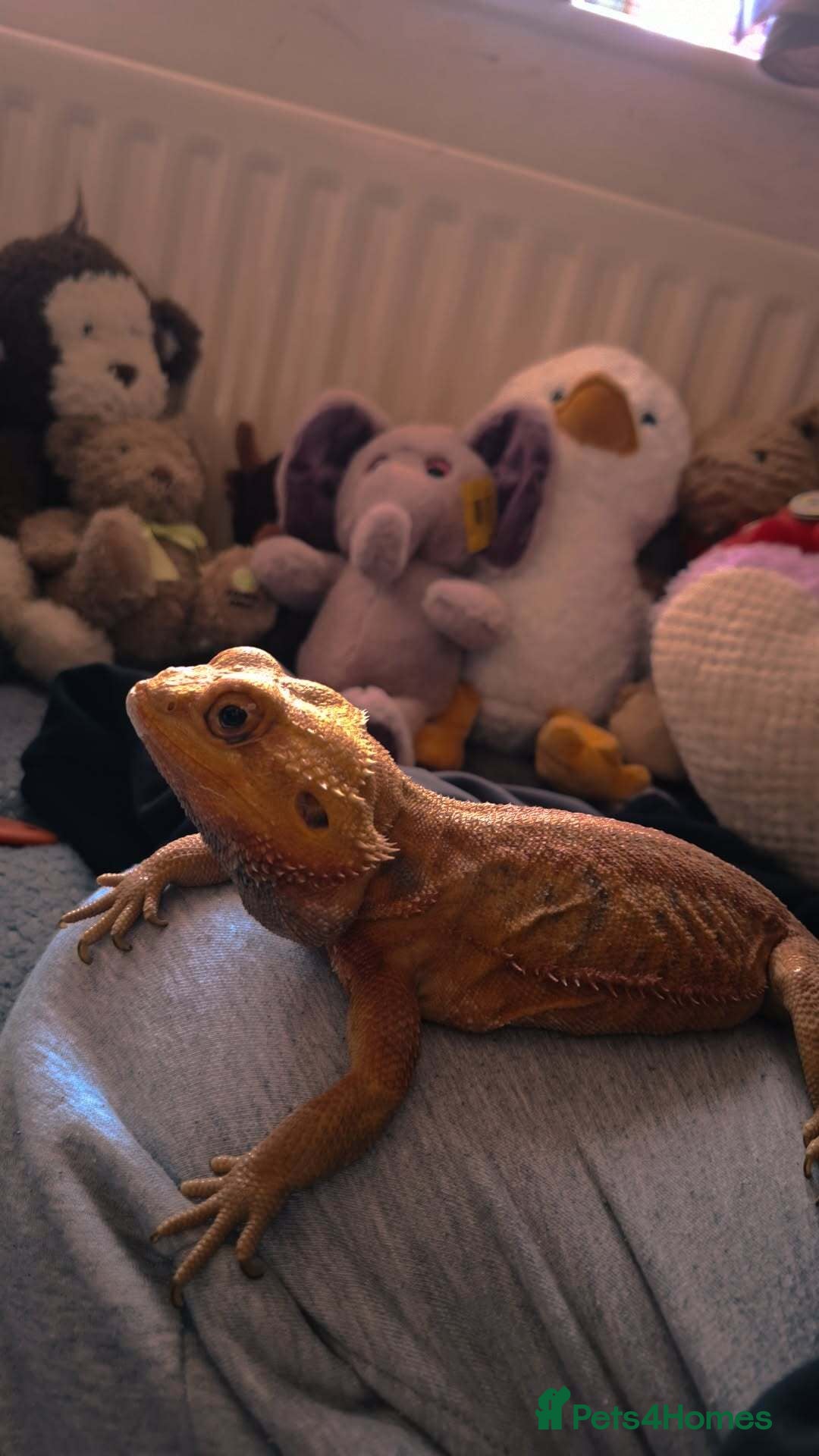 Bearded Dragon reptiles Needs rehoming ASAP Bearded dragon  - Advert 2