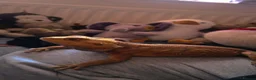 Bearded Dragon reptiles for sale: Needs rehoming ASAP Bearded dragon  in Bournemouth - Advert 2