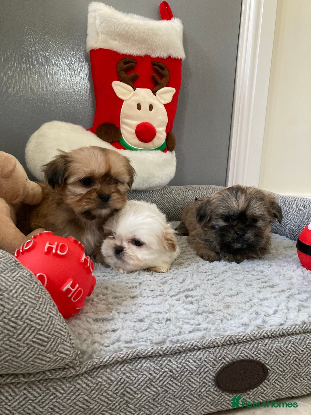 Shih Tzu dogs for sale: Beautiful Shiah tzu puppies  - Advert 6