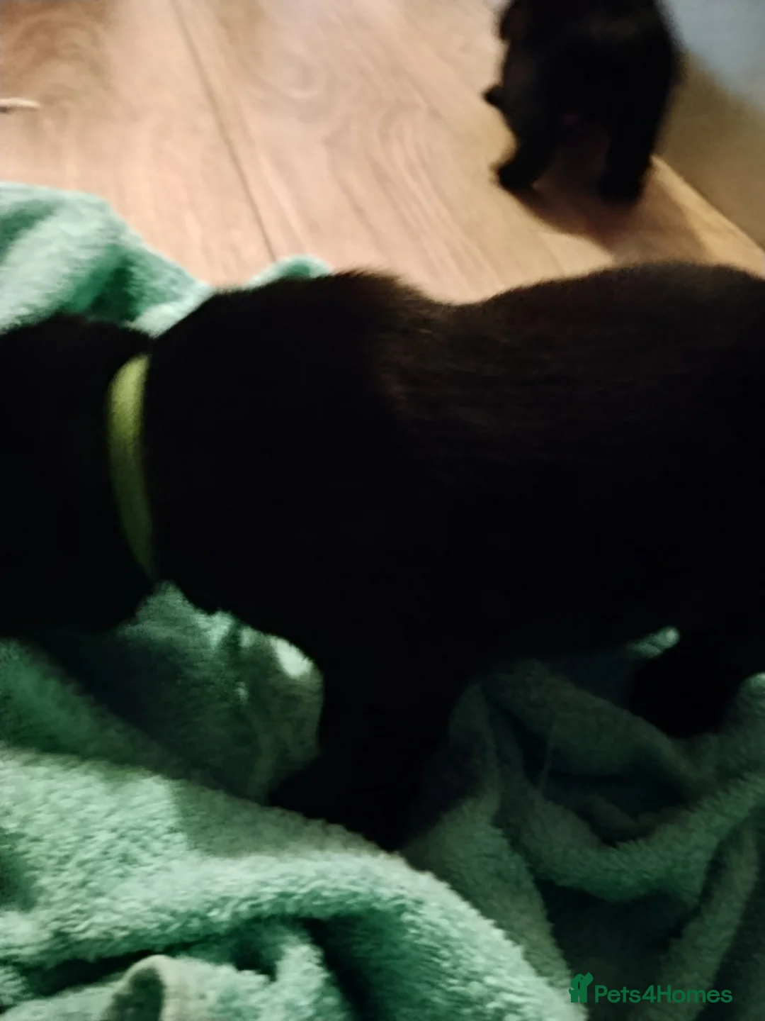 Labrador Retriever dogs for sale: 6 Yellow/Black Labrador Retrievers - Advert 30