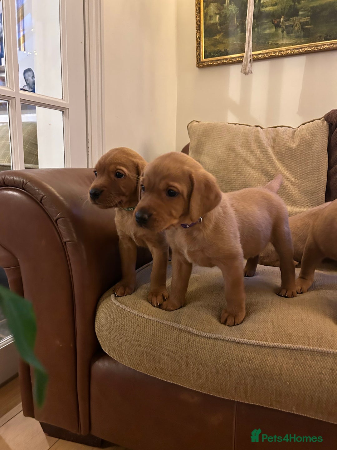 Labrador Retriever dogs for sale: Stunning KC Fox Reds  - Advert 9