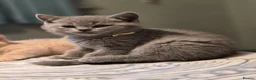 British Shorthair cats for sale: Beautiful British Shorthair kittens  - Advert 19