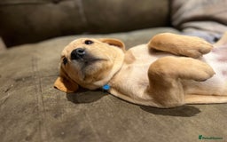Labrador Retriever dogs for sale: Beautiful healthy puppies ready THIS WEEKEND - Image 5