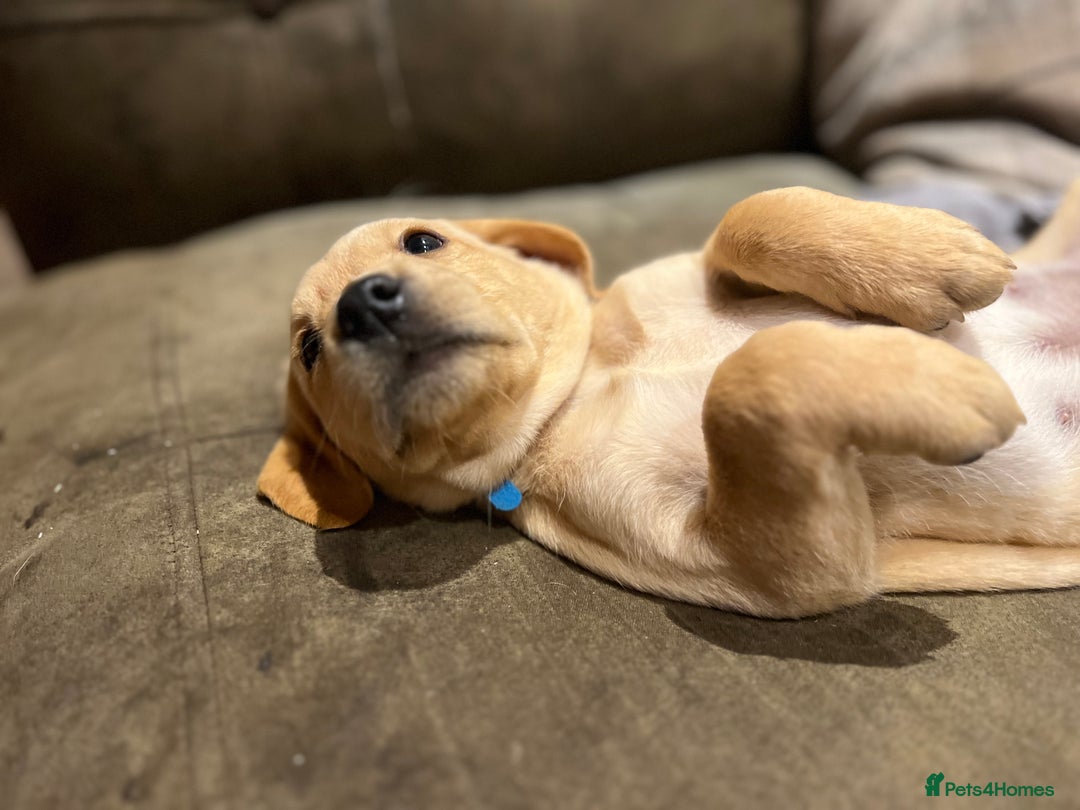 Labrador Retriever dogs for sale: Beautiful healthy puppies ready THIS WEEKEND - Image 5